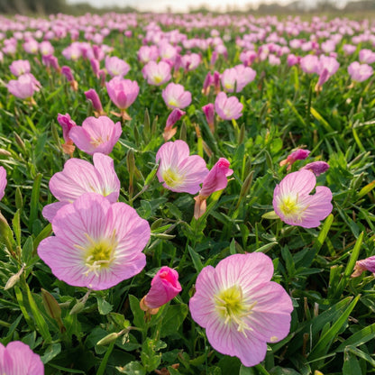 Evening Primrose Seeds Oenothera speciosa – Perennial Pink Flower Seeds for Planting