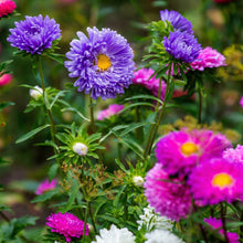 Powderpuff China Aster Mix Seeds Callistephus chinensis – Mixed Color Annual Flower Seeds