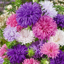 Powderpuff China Aster Mix Seeds Callistephus chinensis – Mixed Color Annual Flower Seeds