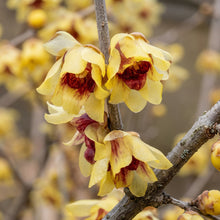 Wintersweet Seeds Chimonanthus praecox – Fragrant Yellow Winter Flowering Garden Plant Seeds