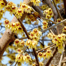 Wintersweet Seeds Chimonanthus praecox – Fragrant Yellow Winter Flowering Garden Plant Seeds