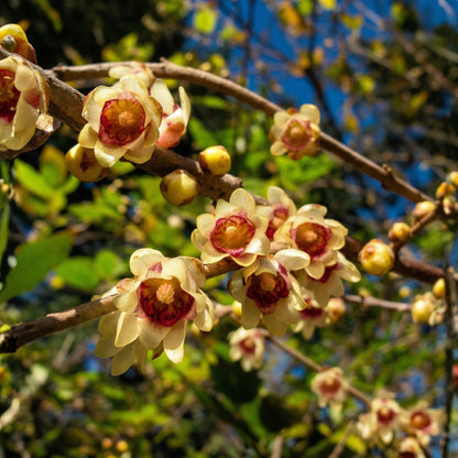Wintersweet Seeds Chimonanthus praecox – Fragrant Yellow Winter Flowering Garden Plant Seeds