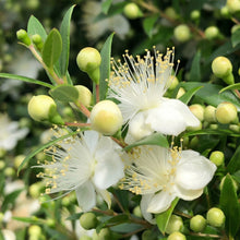 True Myrtle Seeds Myrtus communis – Fragrant White Flowering Evergreen Garden Plant Seeds