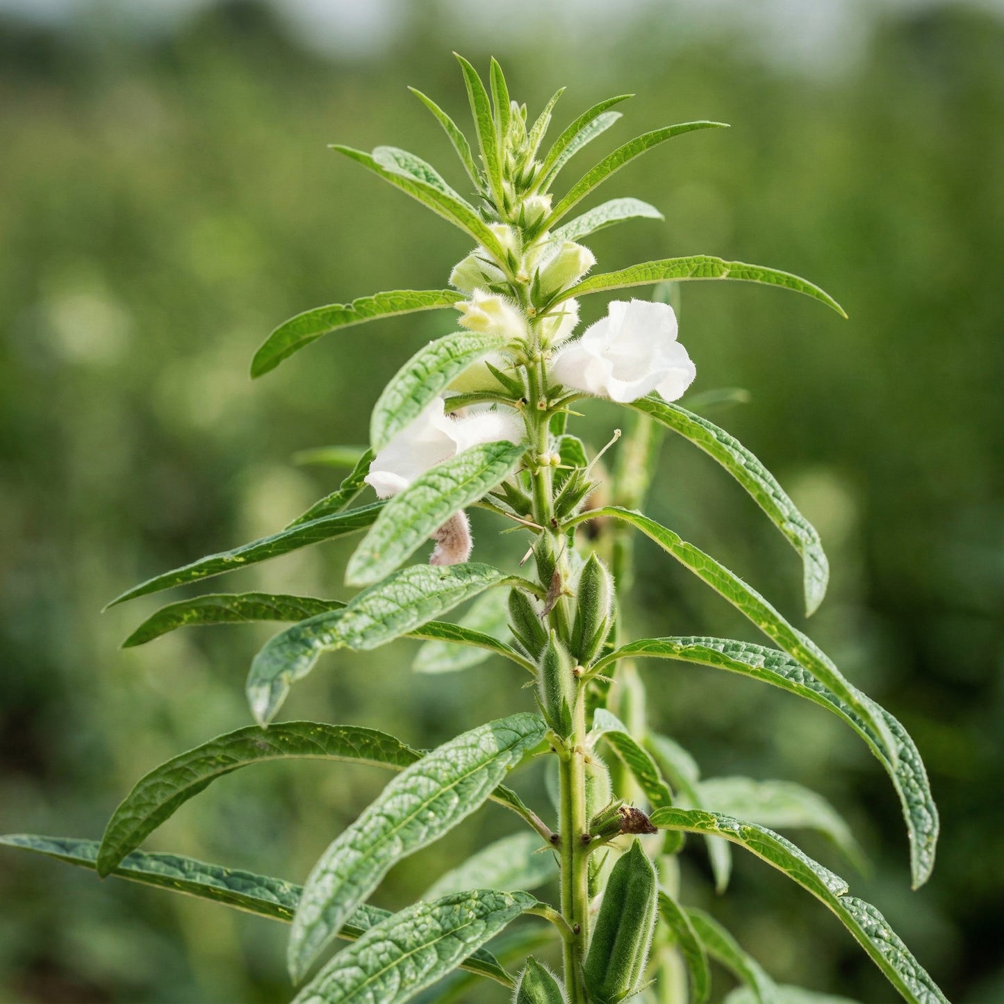 Black Sesame Kurogoma Seeds – Heirloom Oilseed Plant Seeds
