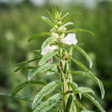 Black Sesame Kurogoma Seeds – Heirloom Oilseed Plant Seeds