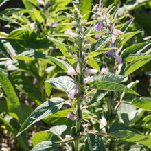 Black Sesame Kurogoma Seeds – Heirloom Oilseed Plant Seeds