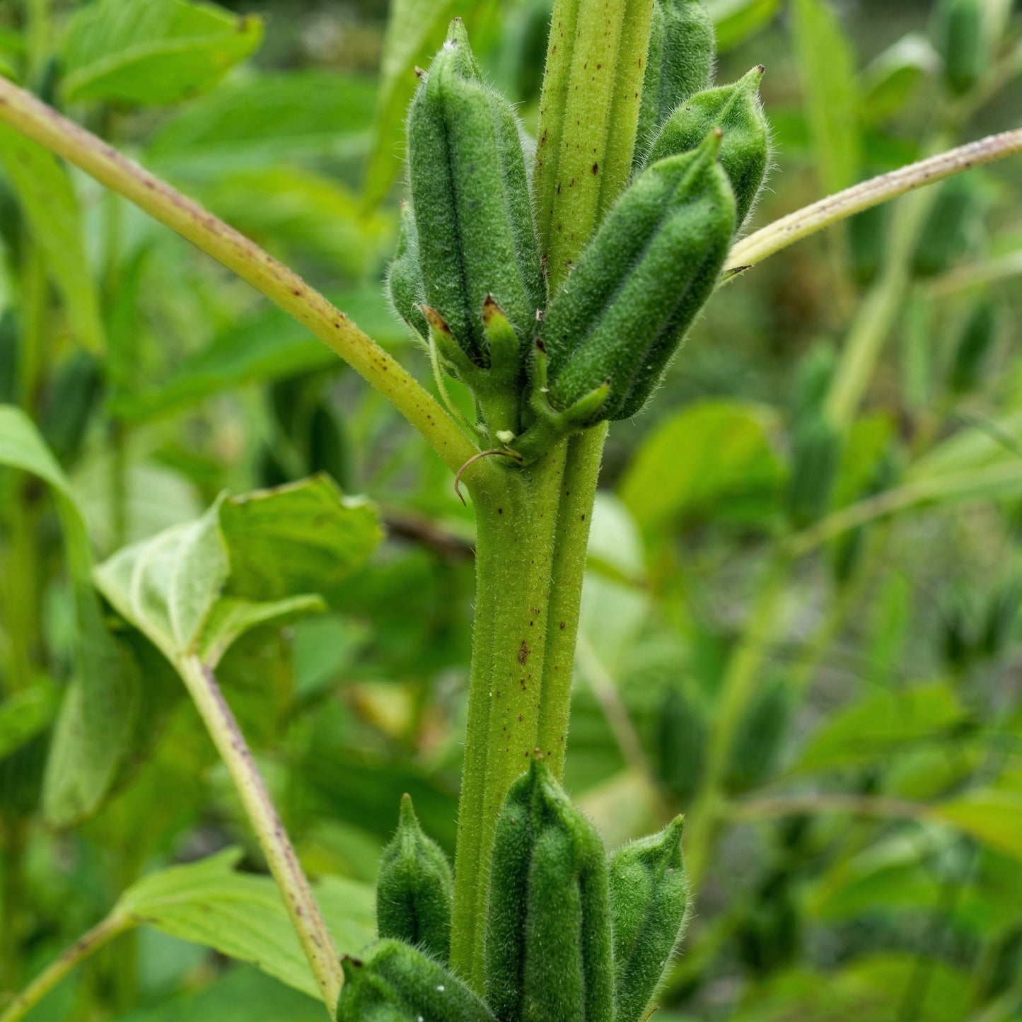 Black Sesame Kurogoma Seeds – Heirloom Oilseed Plant Seeds