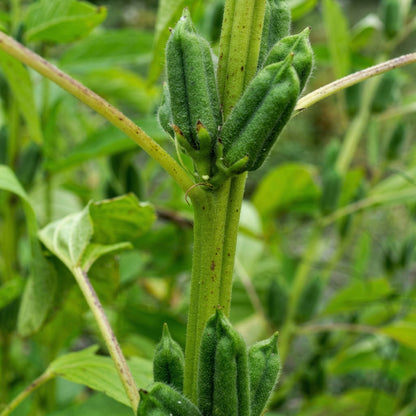 Black Sesame Kurogoma Seeds – Heirloom Oilseed Plant Seeds
