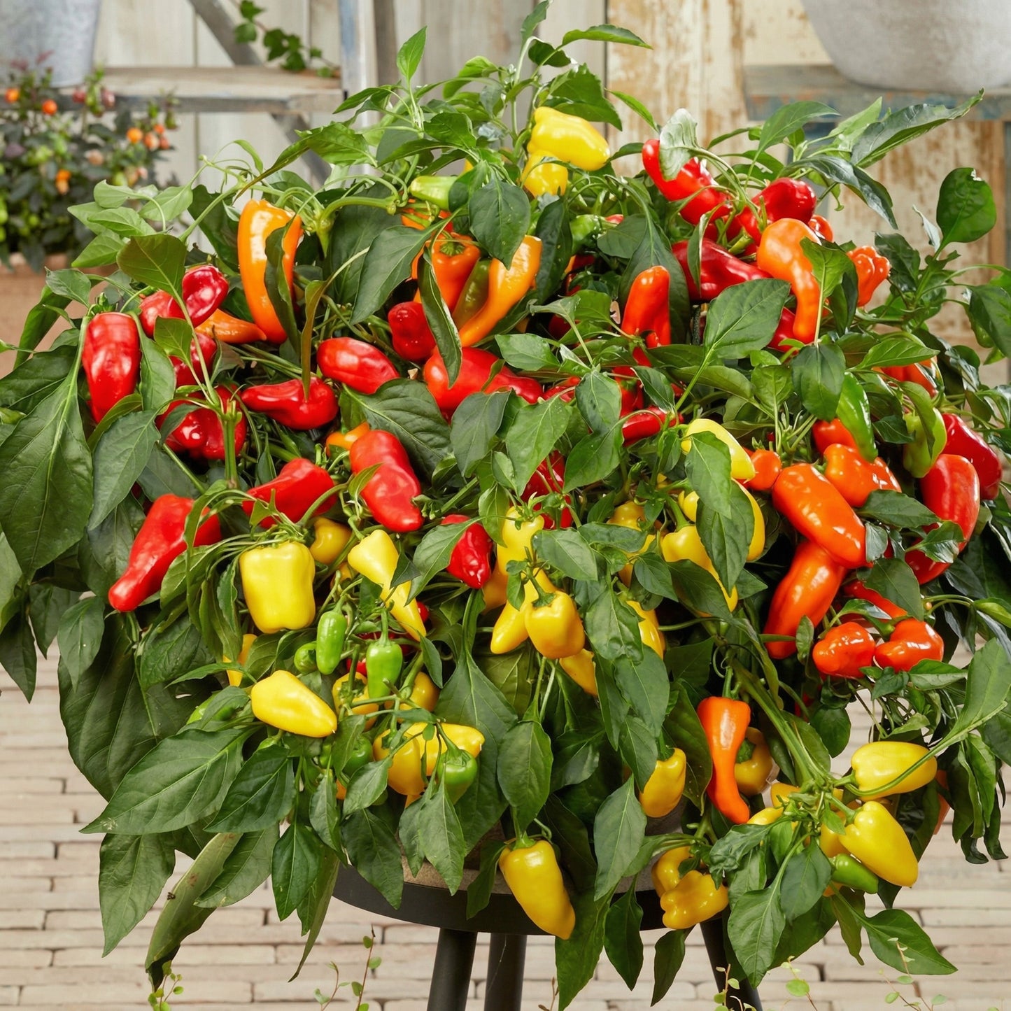 Mixed Pepper Seeds – 12 Variety Heirloom Hot & Sweet Pepper Seed Pack for Home Gardens