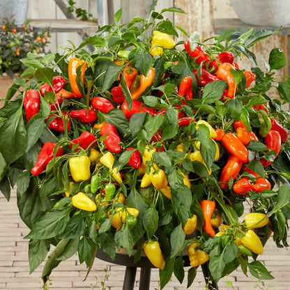 Mixed Pepper Seeds – 12 Variety Heirloom Hot & Sweet Pepper Seed Pack for Home Gardens