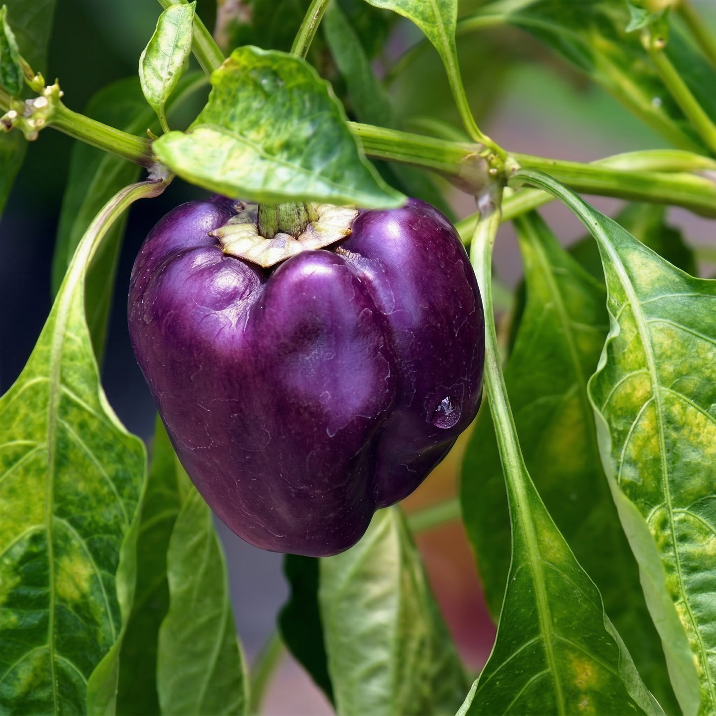 Mixed Pepper Seeds – 12 Variety Heirloom Hot & Sweet Pepper Seed Pack for Home Gardens