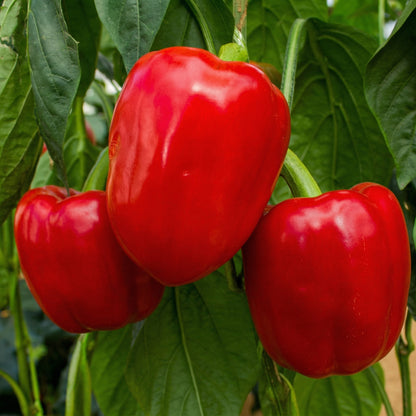 Mixed Pepper Seeds – 12 Variety Heirloom Hot & Sweet Pepper Seed Pack for Home Gardens