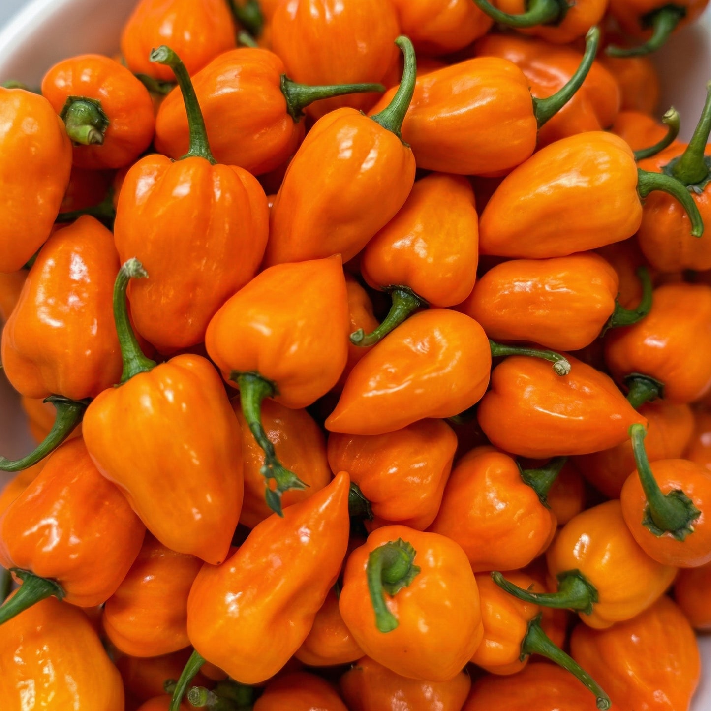 Mixed Pepper Seeds – 12 Variety Heirloom Hot & Sweet Pepper Seed Pack for Home Gardens