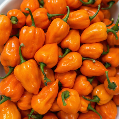 Mixed Pepper Seeds – 12 Variety Heirloom Hot & Sweet Pepper Seed Pack for Home Gardens