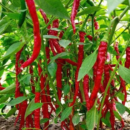 Mixed Pepper Seeds – 12 Variety Heirloom Hot & Sweet Pepper Seed Pack for Home Gardens