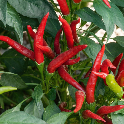 Mixed Pepper Seeds – 12 Variety Heirloom Hot & Sweet Pepper Seed Pack for Home Gardens