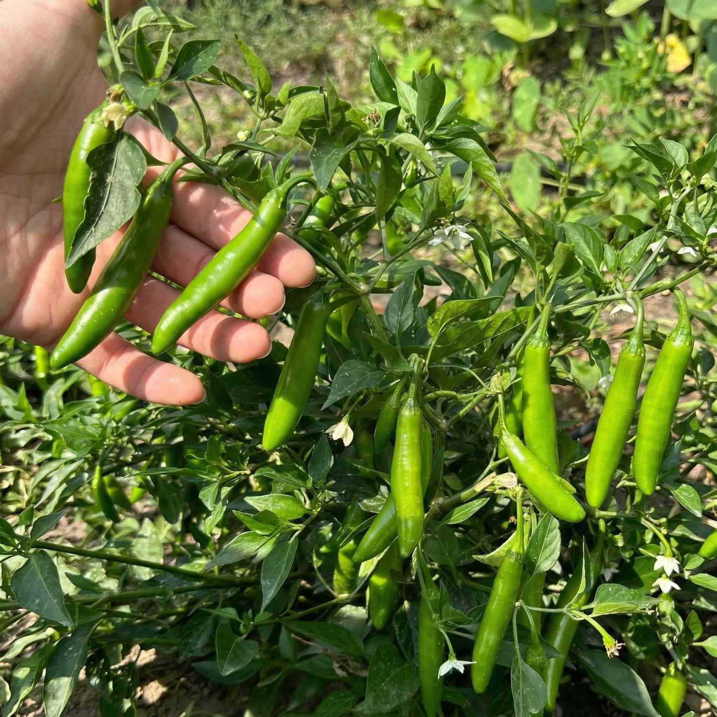 Mixed Pepper Seeds – 12 Variety Heirloom Hot & Sweet Pepper Seed Pack for Home Gardens
