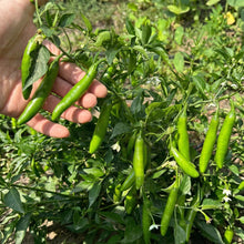 Mixed Pepper Seeds – 12 Variety Heirloom Hot & Sweet Pepper Seed Pack for Home Gardens