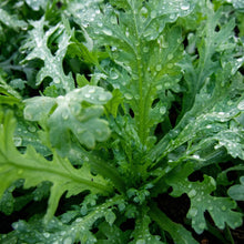 Garland Chrysanthemum Seeds – Heirloom Crown Daisy Leafy Vegetable Seeds for Home Gardens