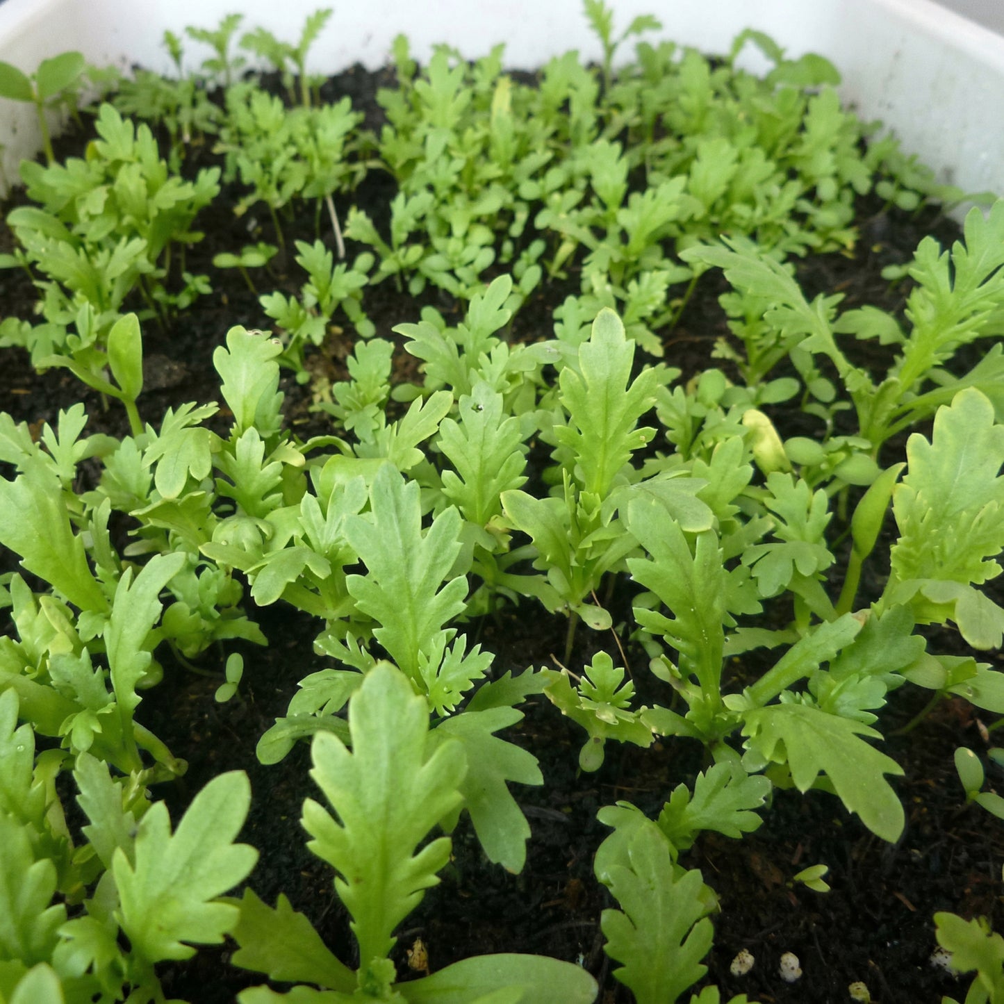 Garland Chrysanthemum Seeds – Heirloom Crown Daisy Leafy Vegetable Seeds for Home Gardens