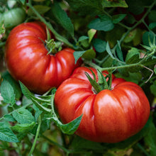 Beefsteak Tomato Seeds – 600 Heirloom Large Meaty Tomato Seeds for Outdoor Vegetable Gardening