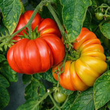 Beefsteak Tomato Seeds – 600 Heirloom Large Meaty Tomato Seeds for Outdoor Vegetable Gardening