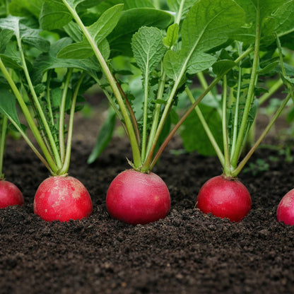Cherry Belle Radish Seeds – Fast Growing Round Red Crisp Radish Vegetable Seeds