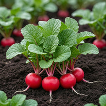 Cherry Belle Radish Seeds – Fast Growing Round Red Crisp Radish Vegetable Seeds