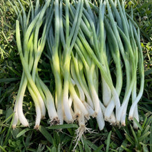 Scallion Seeds – Evergreen Hardy White Nebuka Bunching Onion Seeds for Kitchen Gardens