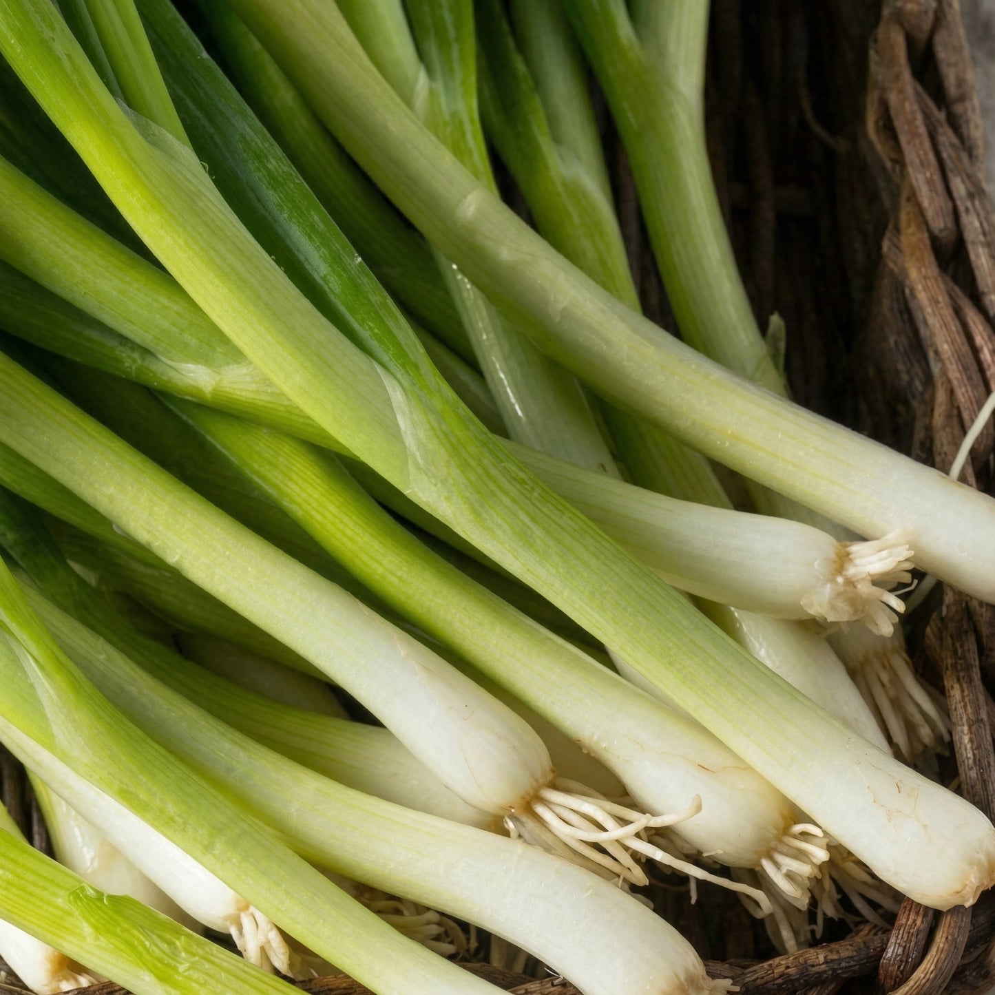 Scallion Seeds – Evergreen Hardy White Nebuka Bunching Onion Seeds for Kitchen Gardens
