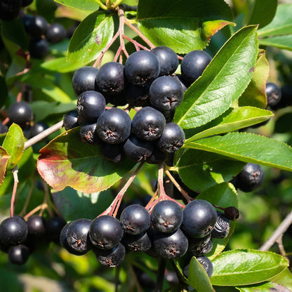 Black Chokeberry and Nanking Cherry Seeds for Garden Fruit Shrub Growing