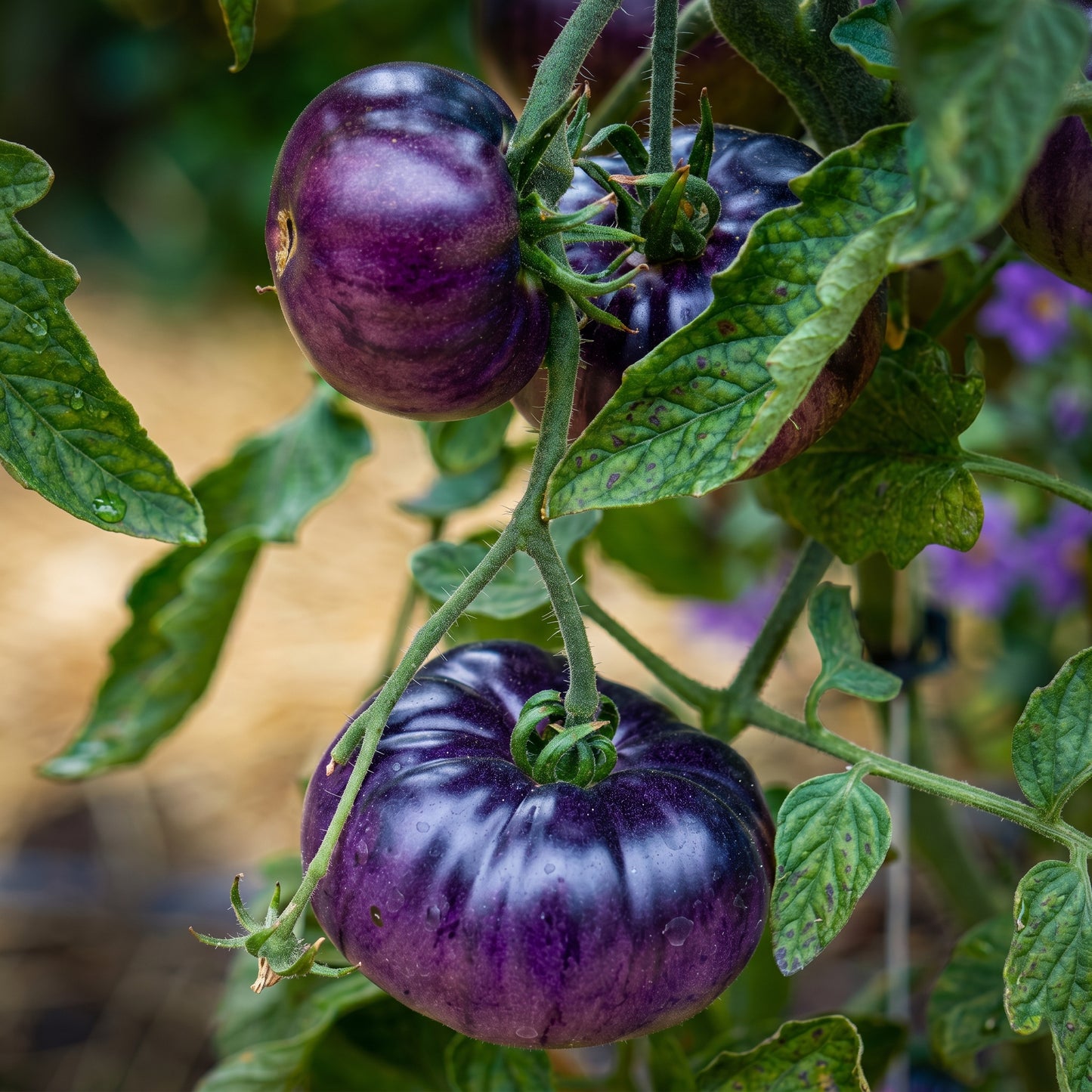 Blue Beauty Tomato Seeds for Planting