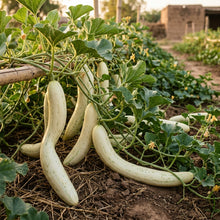 Rockmelon Indian Cream Cobra Melon Seeds – Melon Seeds for Home Garden