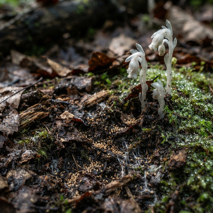 Monotropa Uniflora Indian Pipe Flower Seeds for Planting