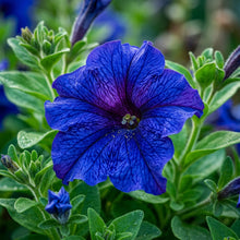Indigo Blue Petunia Seeds for Planting