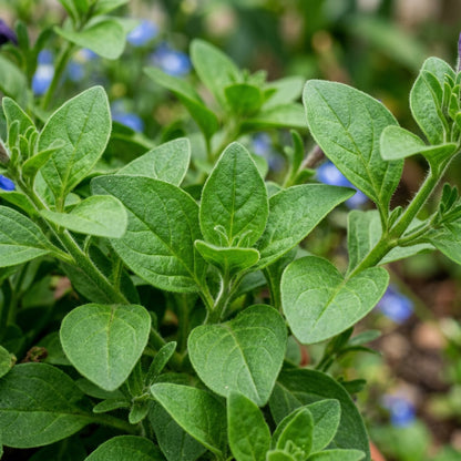 Indigo Blue Petunia Seeds for Planting