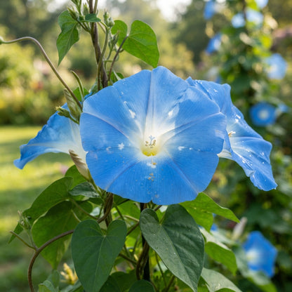 Ipomoea Heavenly Blue Flower Seeds for Planting