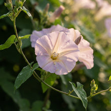 Ipomoea Tutu Flower Seeds for Planting