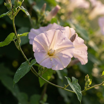 Ipomoea Tutu Flower Seeds for Planting