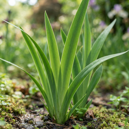 Japanese Iris Ensata Seeds for Planting