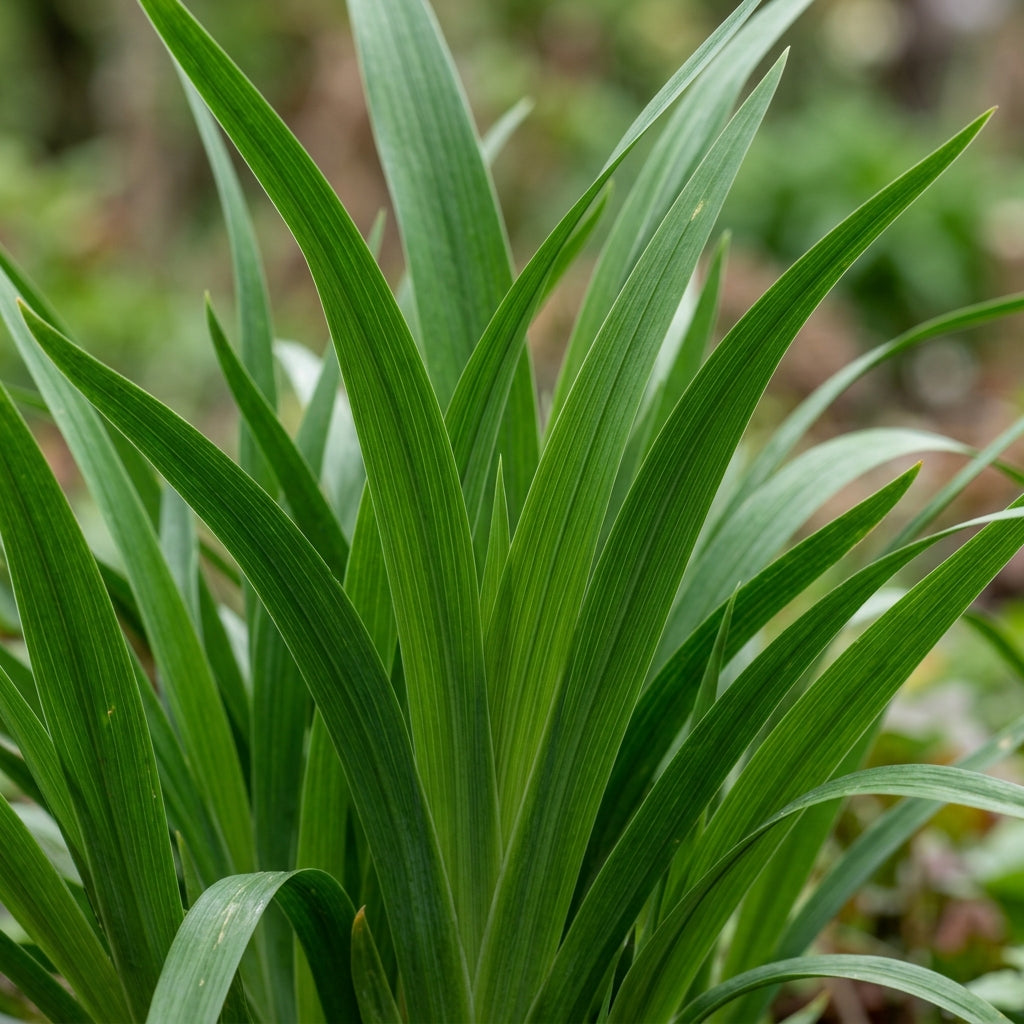 Iris Clarkei Flower Seeds For Planting