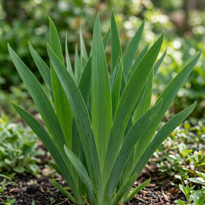 Rare Iris Flower Seeds - Iris Flower Seeds for Garden