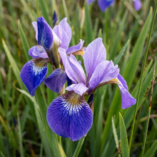 Iris Versicolor Flower Seeds
