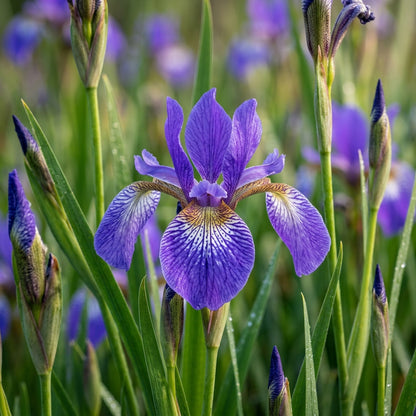 Iris Versicolor Flower Seeds