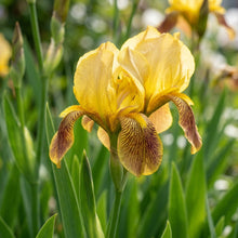 Iris Wilsonii Flower Seeds