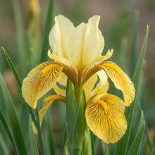 Iris Wilsonii Flower Seeds