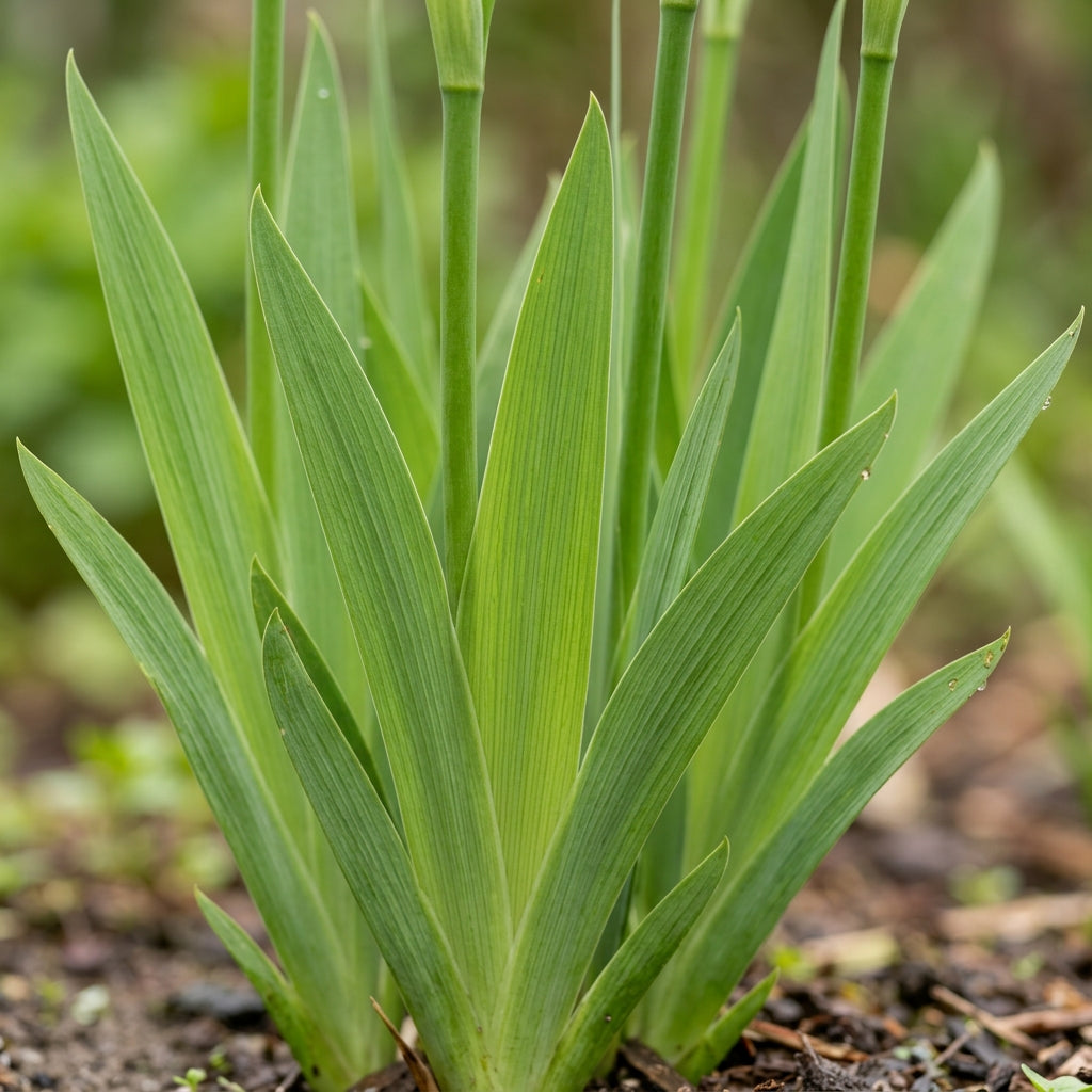 Iris Wilsonii Flower Seeds
