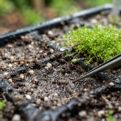 Irish Moss Plant Seeds for Planting