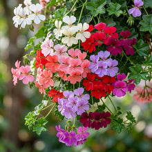 Ivy Geranium Flower Seeds - Ivy Geranium Flower Seeds for Garden