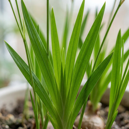 Ixia Thomasiae Seeds for Garden Planting